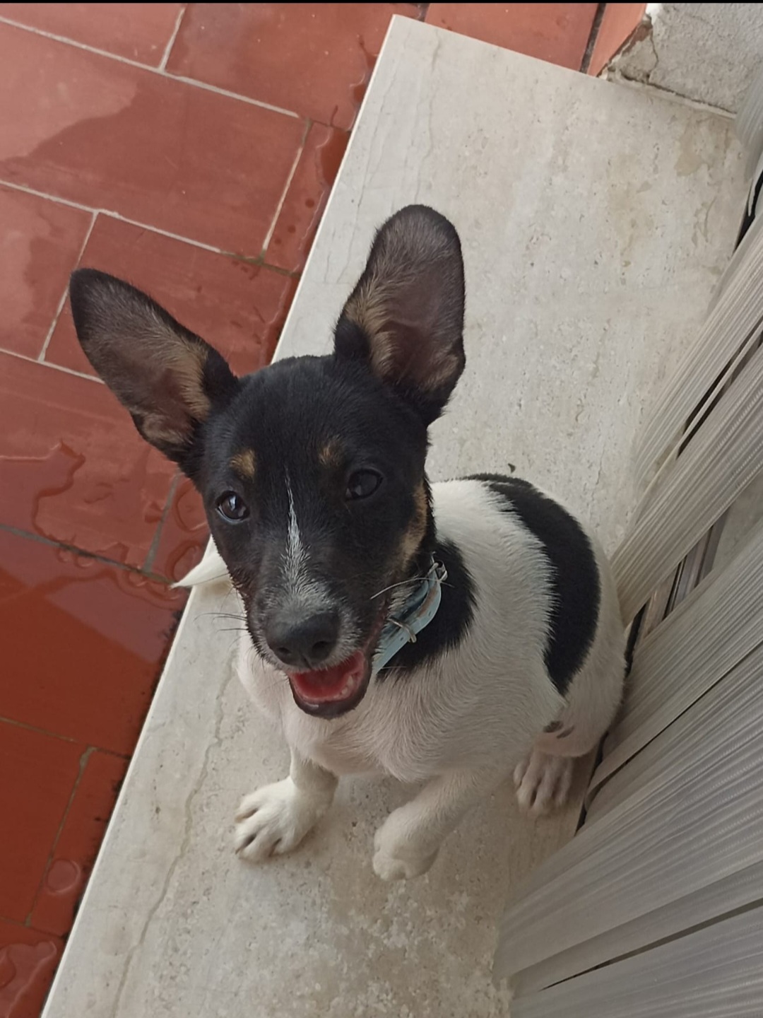 Perro perdido MESTIZO - DESCONOZCO LA RAZA en Villanueva del Río Segura ,Archena  (Murcia)