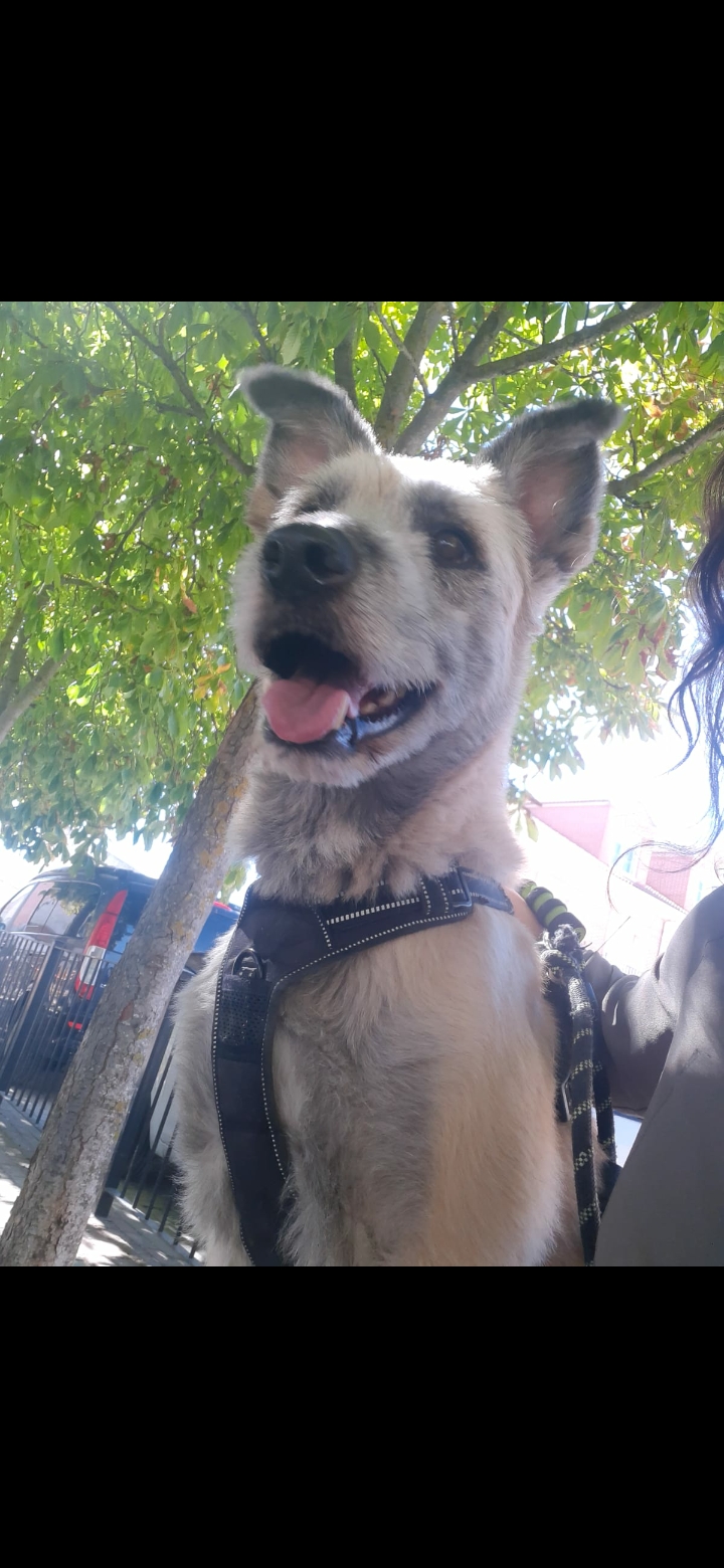 Perro perdido MESTIZO - DESCONOZCO LA RAZA en Mojados (Valladolid)