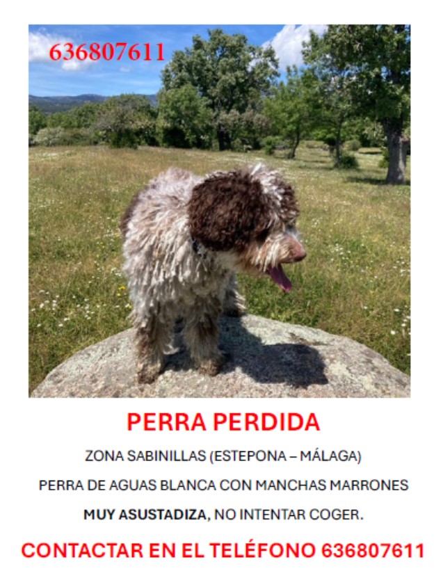 Perro perdido PERRO DE AGUA ESPAÑOL en San Luis de Sabinillas (Málaga)