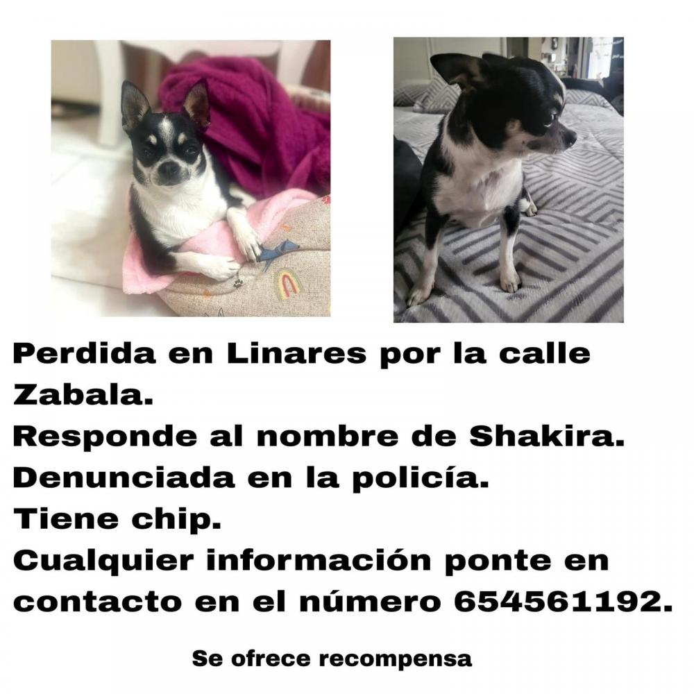 Perro perdido CHIHUAHUEÑO en Úbeda (Jaén)