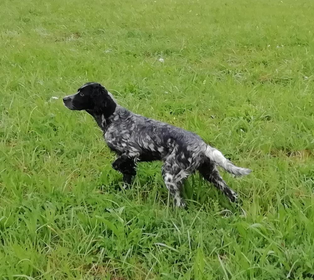 Perro perdido SETTER INGLÉS en NAVARRETE (La Rioja)