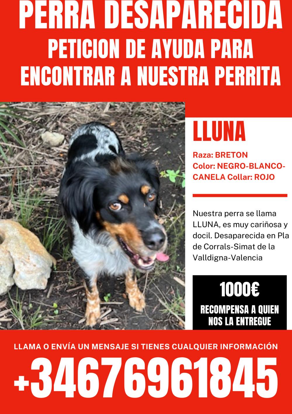 Perro perdido MESTIZO - DESCONOZCO LA RAZA en PLA DE CORRALS PEDANIA DE SIMAT DE LA VALLDIGNA (Valencia)