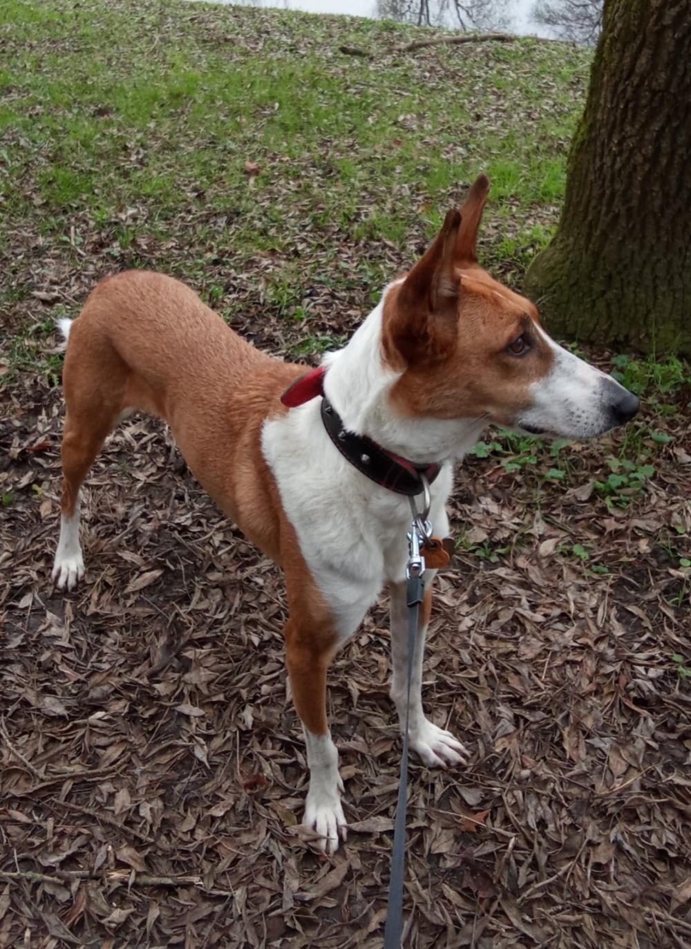 Perro perdido PODENCO IBICENCO en Taancón (Cuenca)