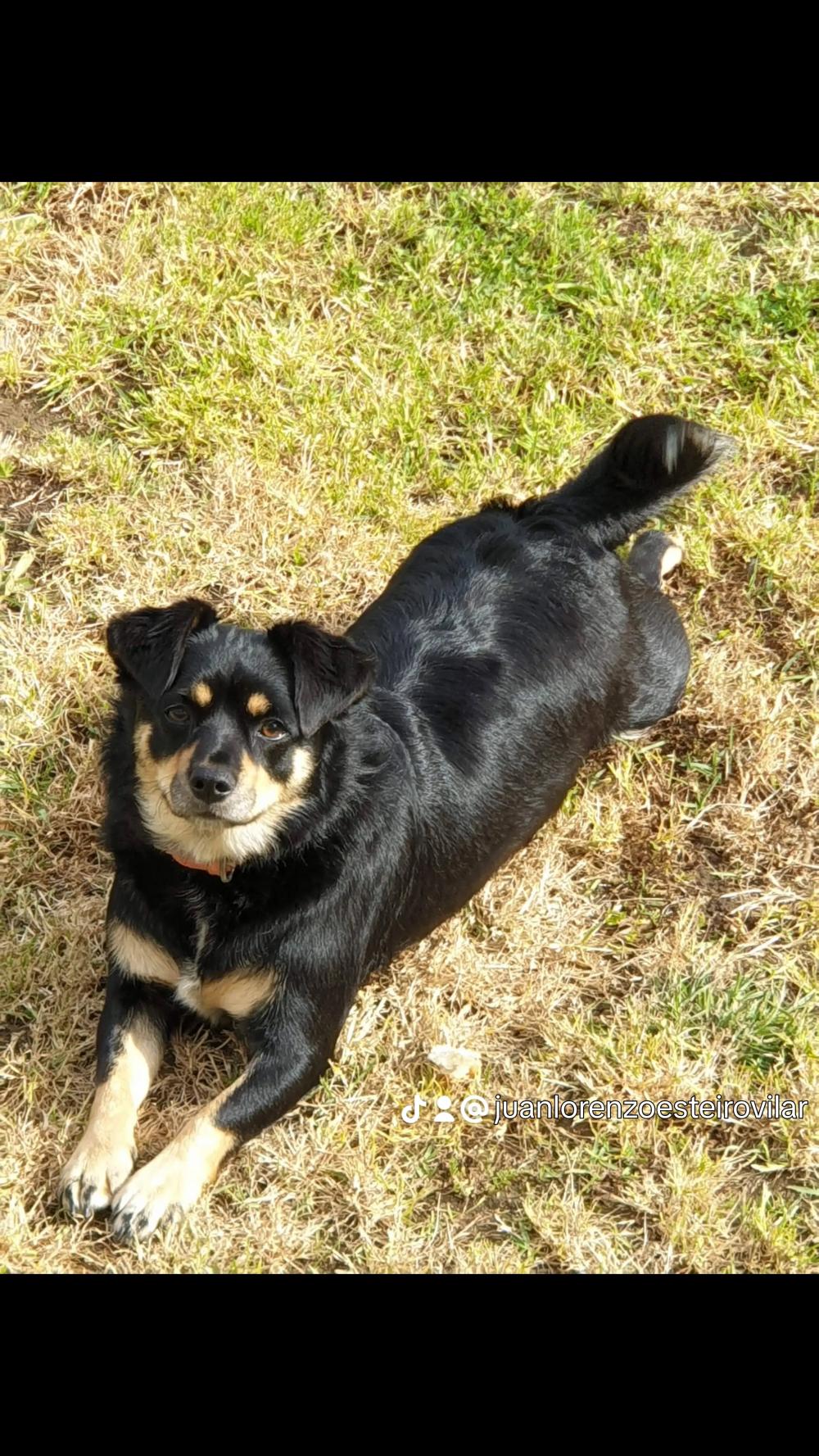 Perro perdido MESTIZO - DESCONOZCO LA RAZA en Oleiros  (La Coruña)