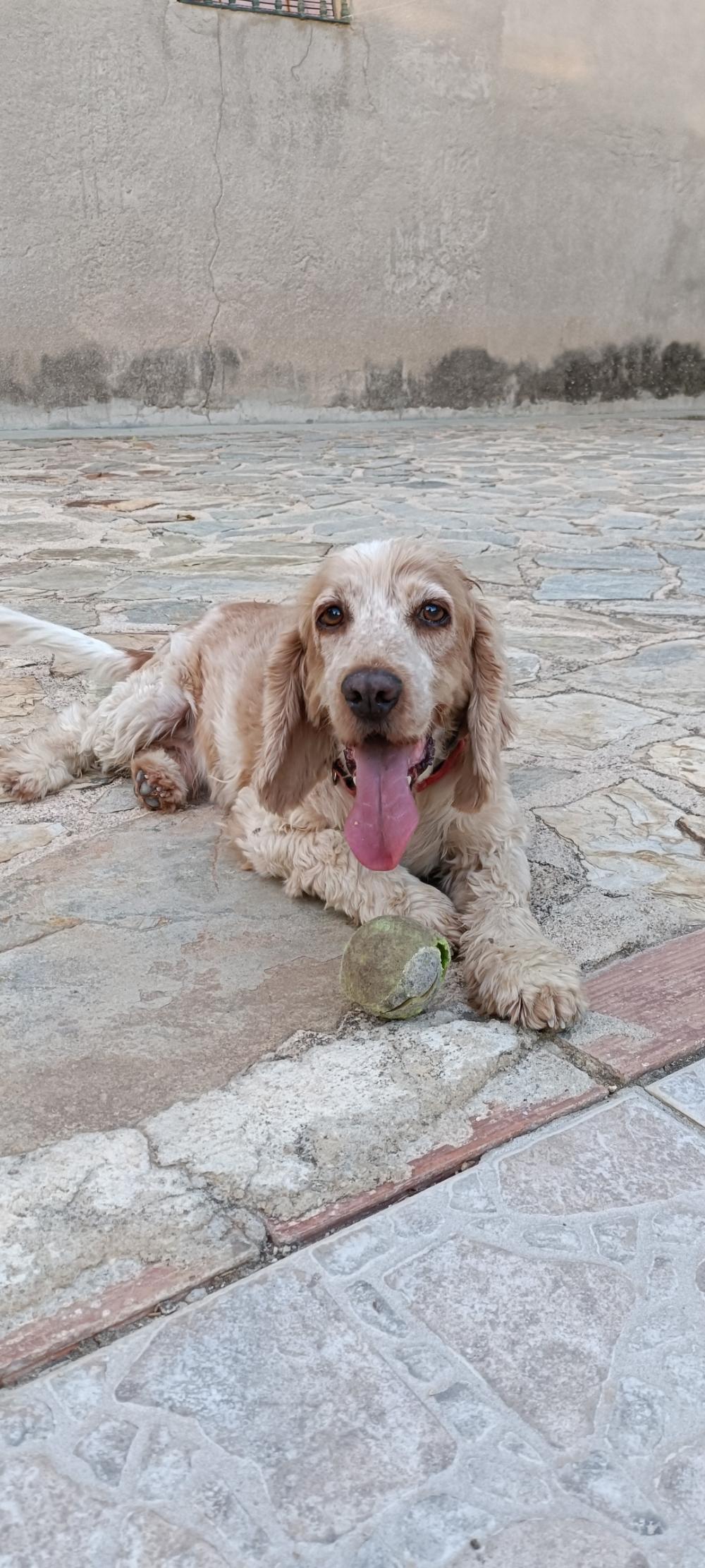 Perro perdido COCKER SPANIEL INGLÉS en Porcuna (Jaén)