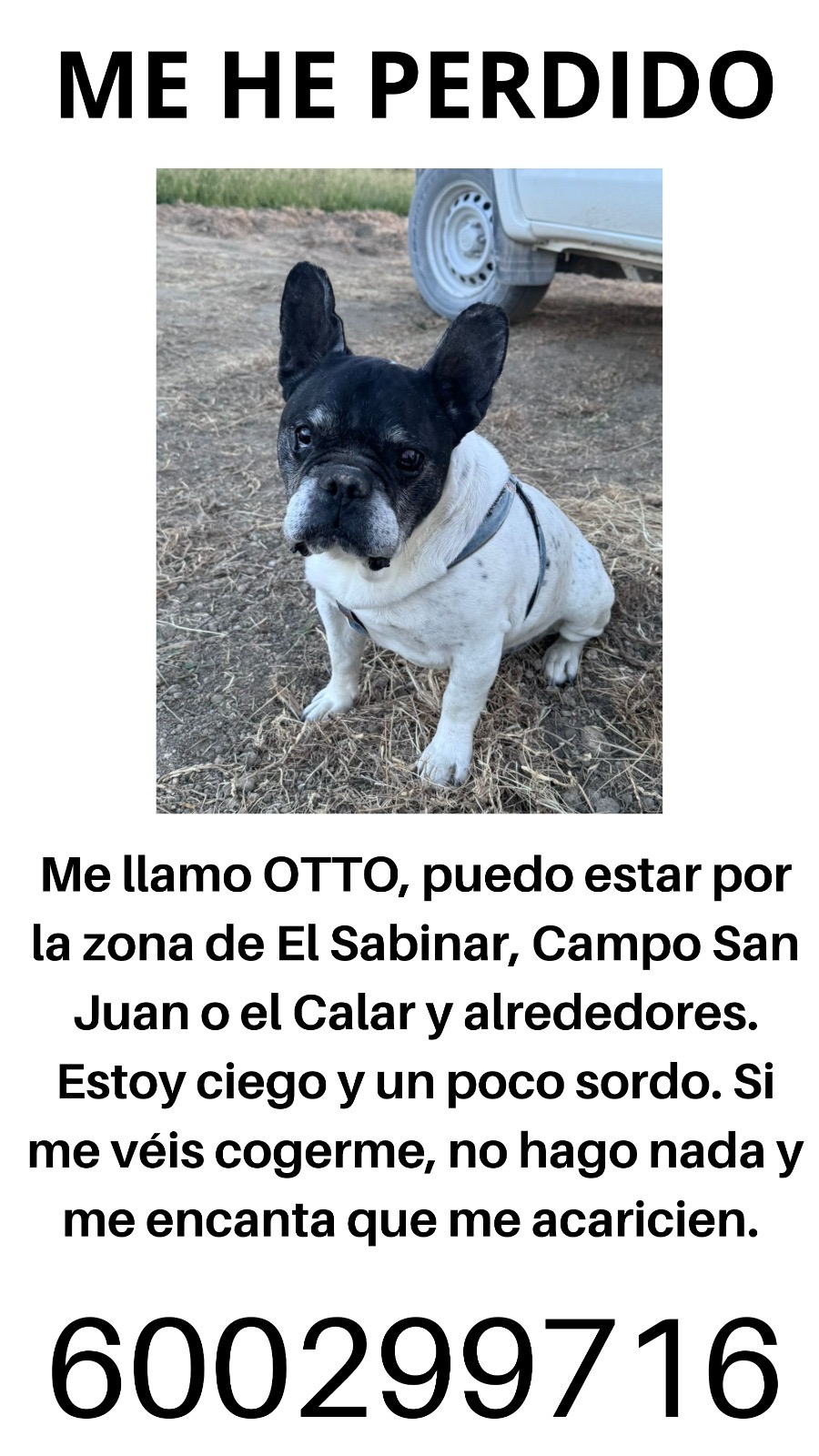 Perro perdido BULLDOG FRANCÉS en El Sabinar  (Murcia)