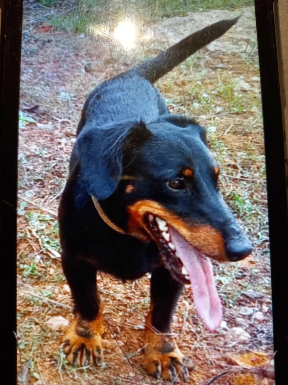 Perro perdido TECKEL en Onda (Castellón)