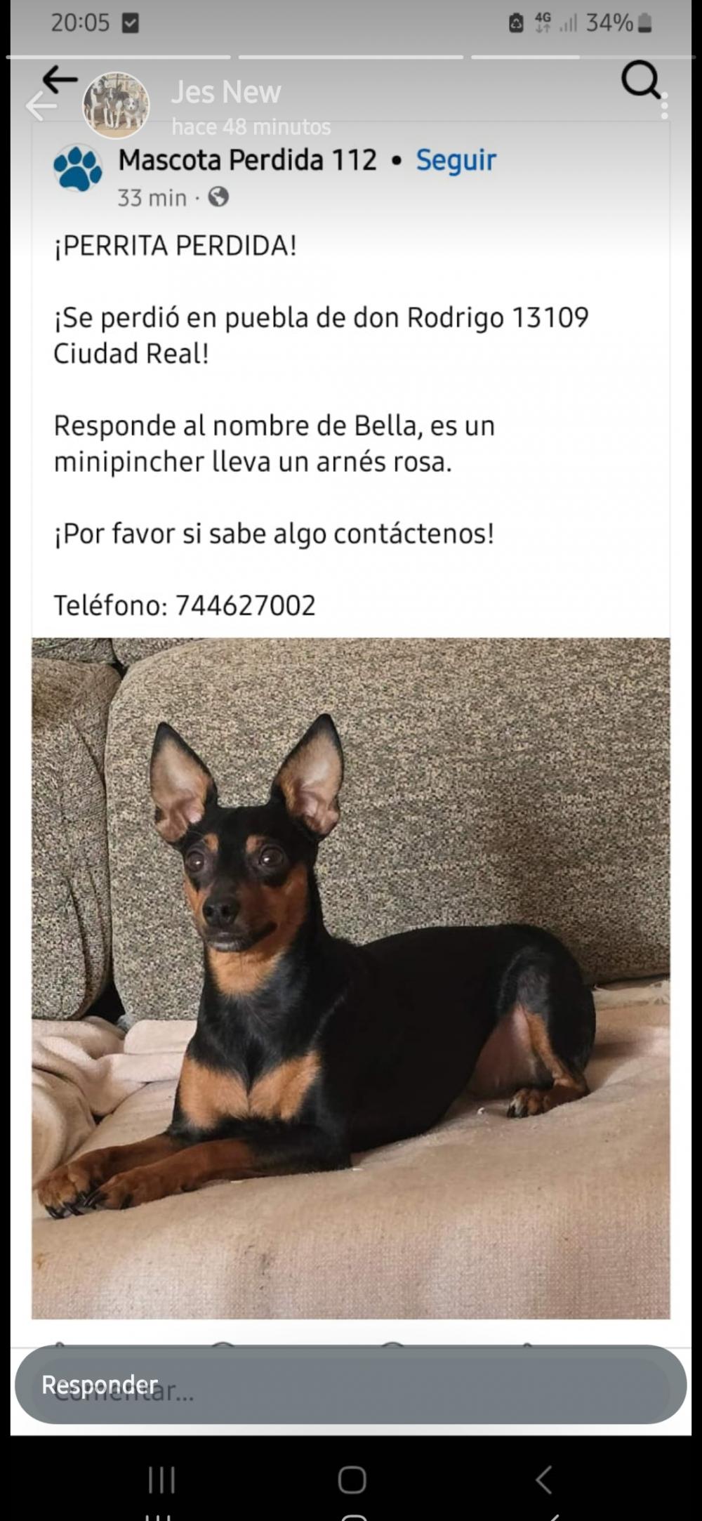 Perro perdido PINSCHER MINIATURA en Puebla de don rodrigo (Ciudad Real)