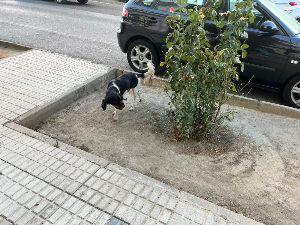 Perro encontrado MESTIZO - DESCONOZCO LA RAZA en Llerena (Badajoz)