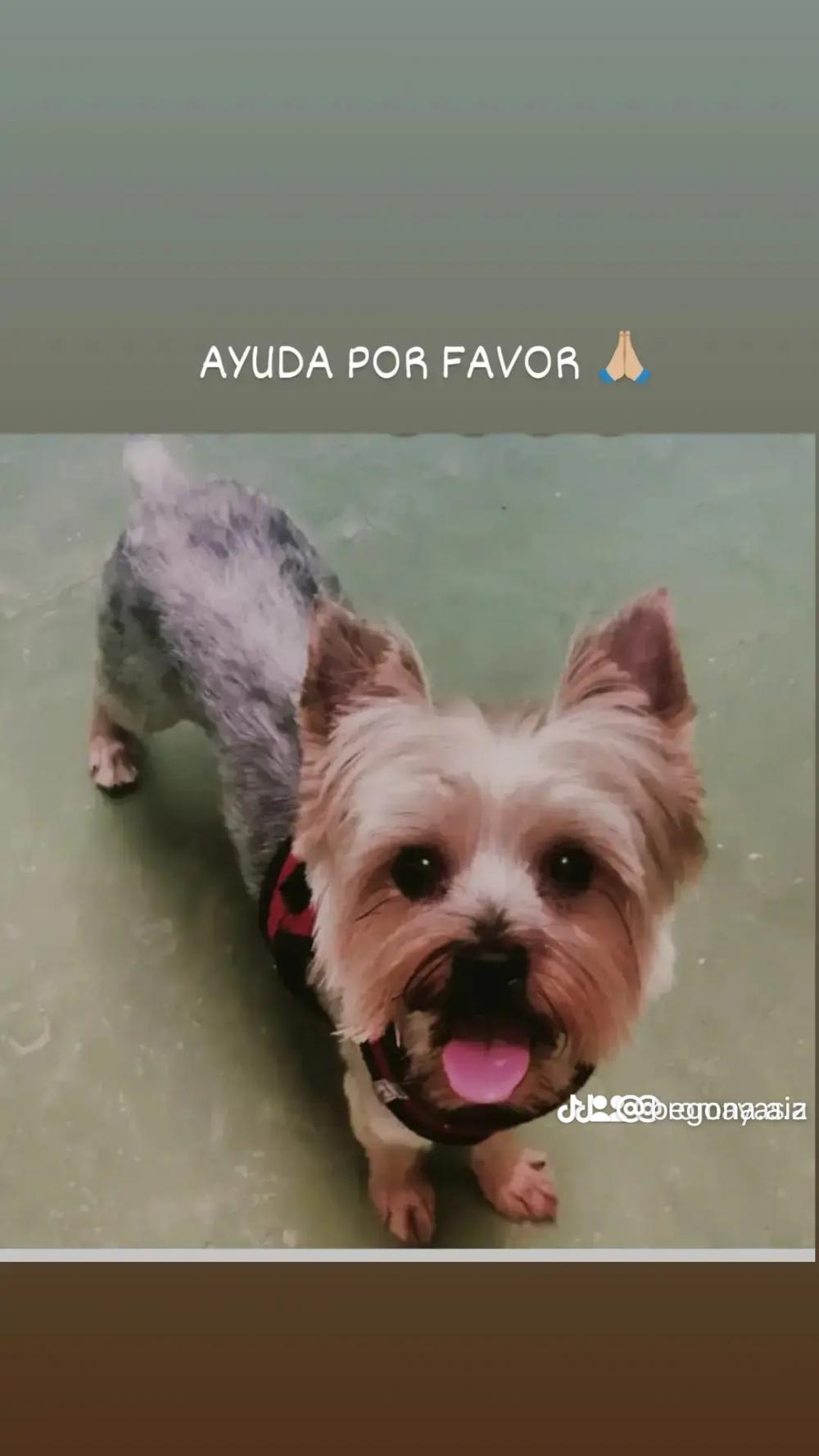 Perro perdido YORKSHIRE TERRIER en SACEDON  (Guadalajara)