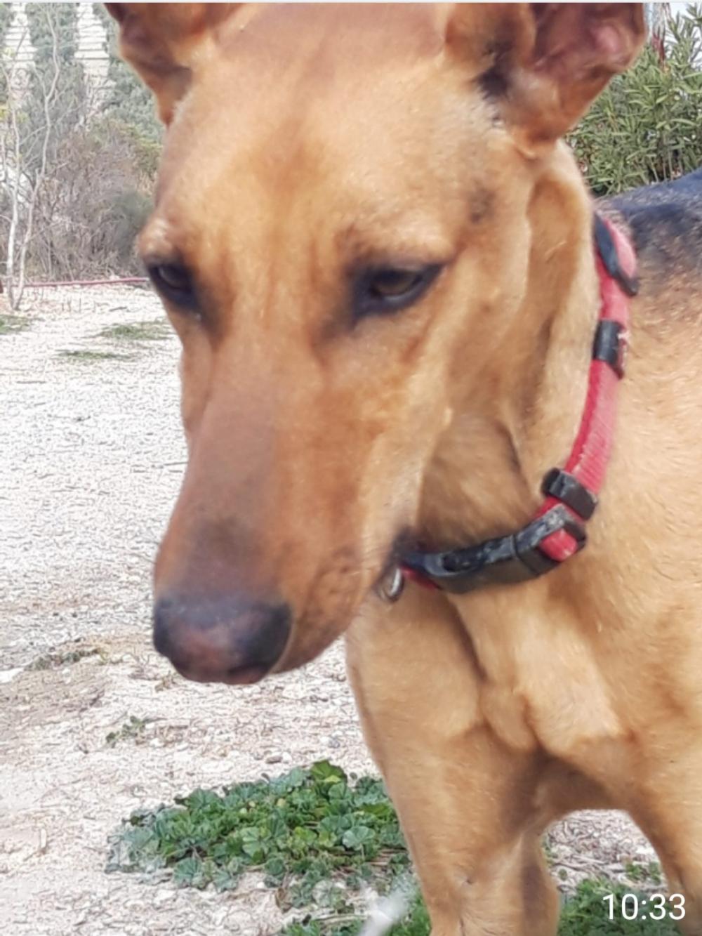 Perro perdido PODENCO ANDALUZ en Montefrio (Granada)