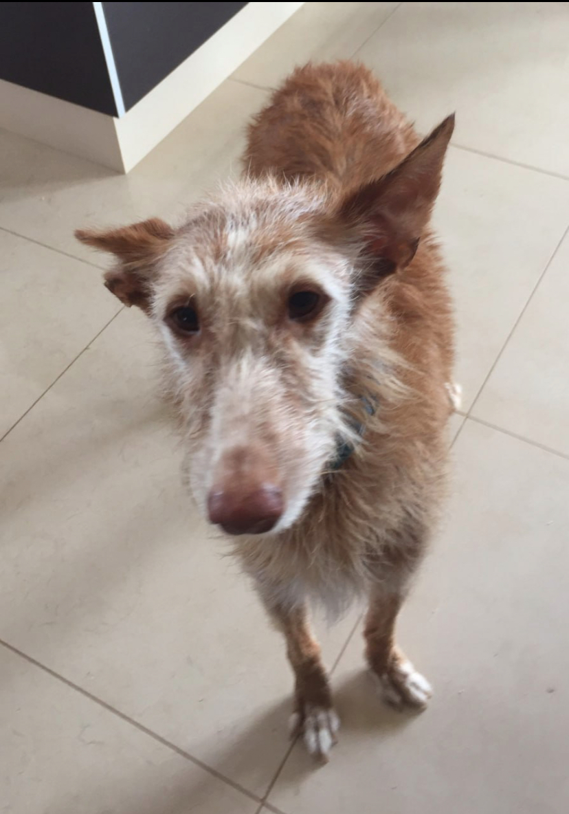 Perro perdido PODENCO ANDALUZ en Montserrat  (Valencia)