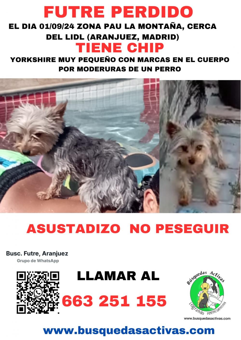 Perro encontrado YORKSHIRE TERRIER en Aranjuez (Madrid)