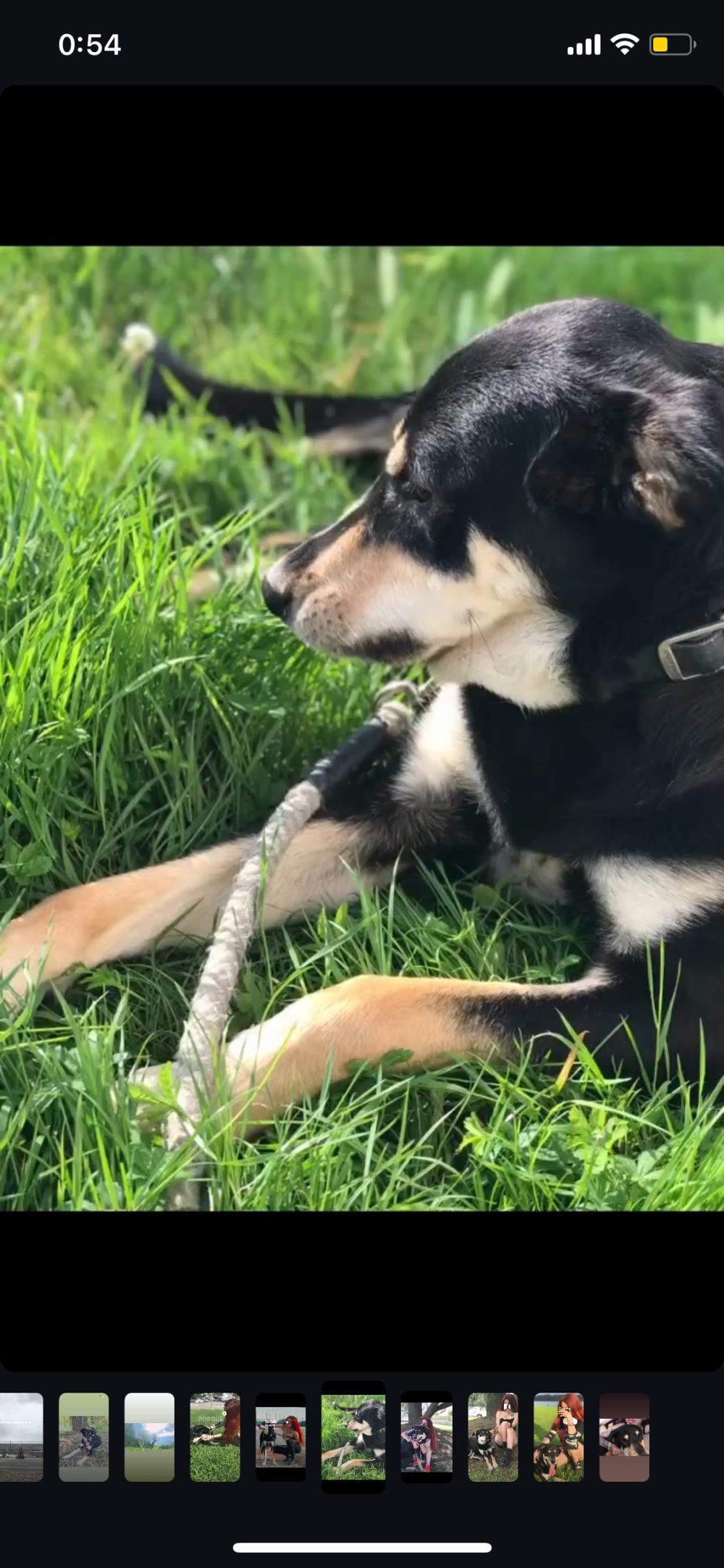 Perro perdido MESTIZO - DESCONOZCO LA RAZA en Maliaño (Cantabria)