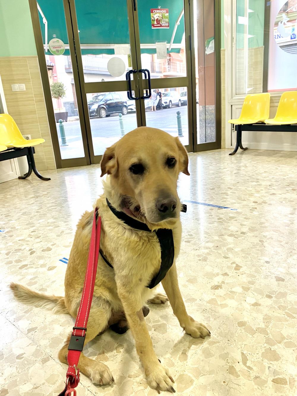 Perro perdido LABRADOR RETRIEVER en Entrenucleos  (Sevilla)