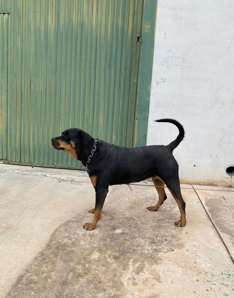 Perro perdido ROTTWEILER en Ceutí  (Murcia)