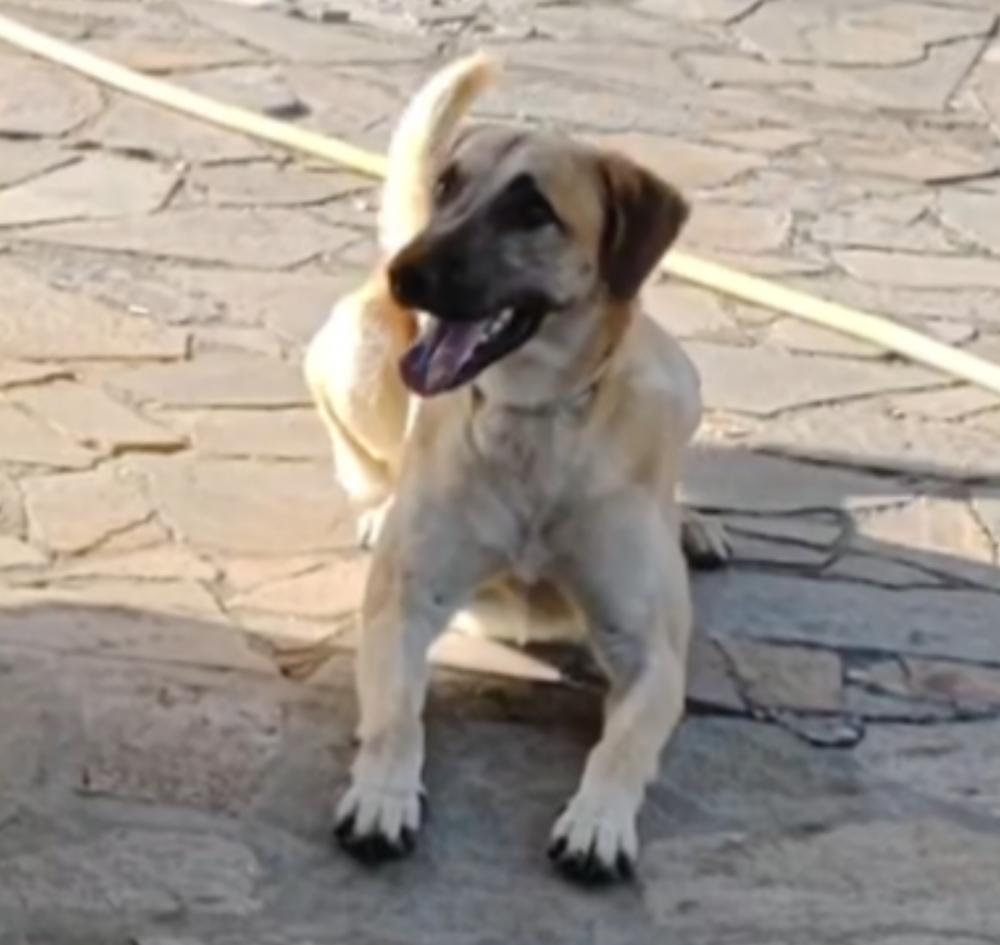 Perro perdido MESTIZO - DESCONOZCO LA RAZA en Neda (La Coruña)