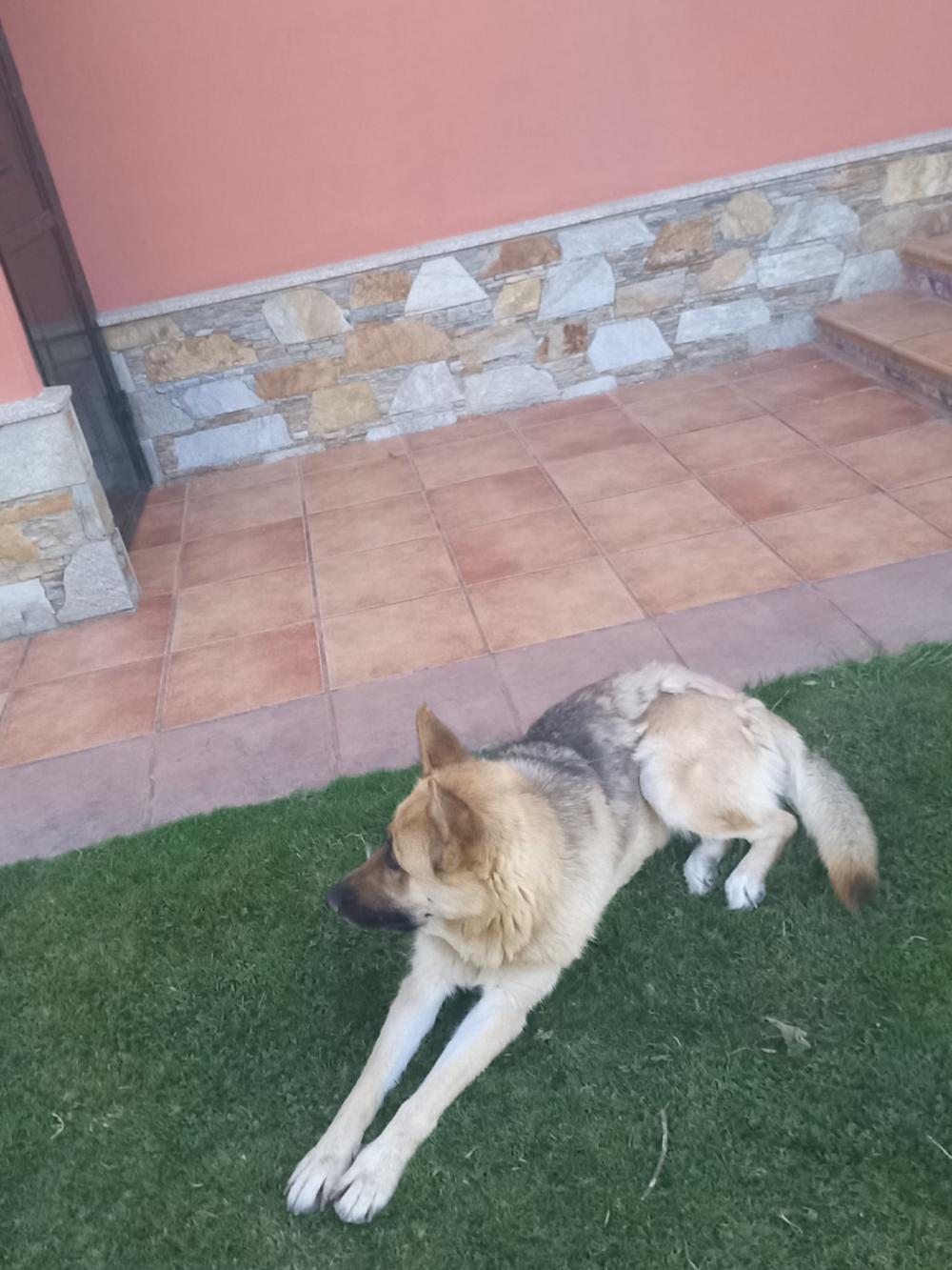 Perro perdido PASTOR ALEMÁN en sada (La Coruña)