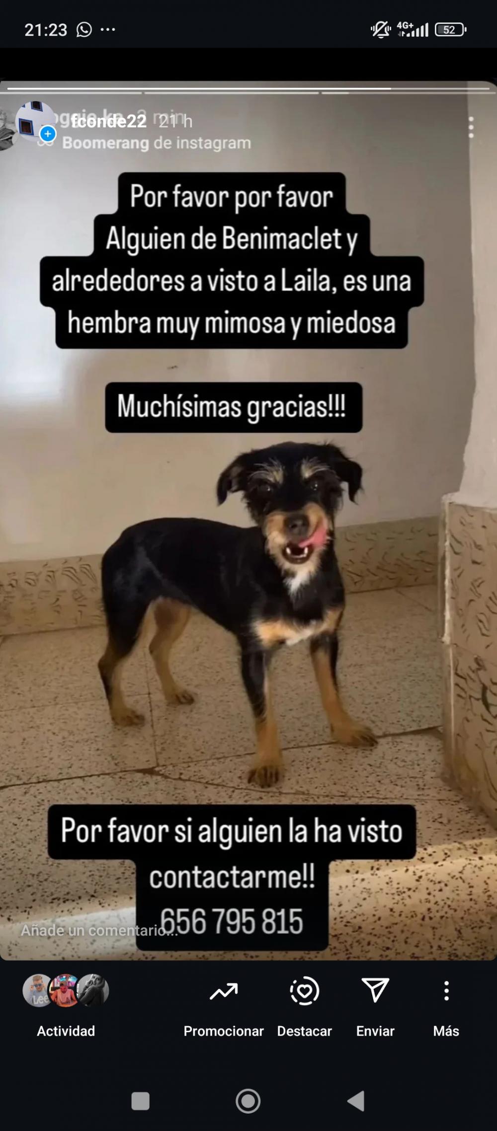 Perro perdido MESTIZO - DESCONOZCO LA RAZA en Valencia (barrios: benicalap, ciutat fallera, torr (Valencia)