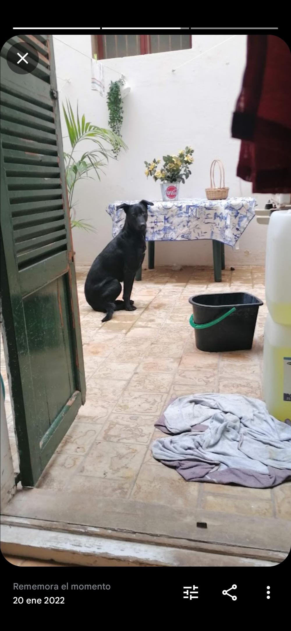 Perro perdido MESTIZO - DESCONOZCO LA RAZA en Palma de Mallorca (Islas Baleares)