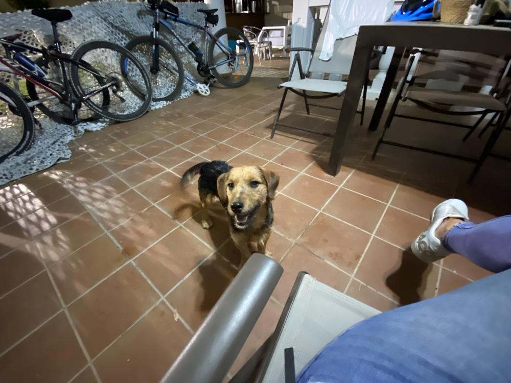 Perro perdido TECKEL en Base aérea y pulgosa (Albacete)