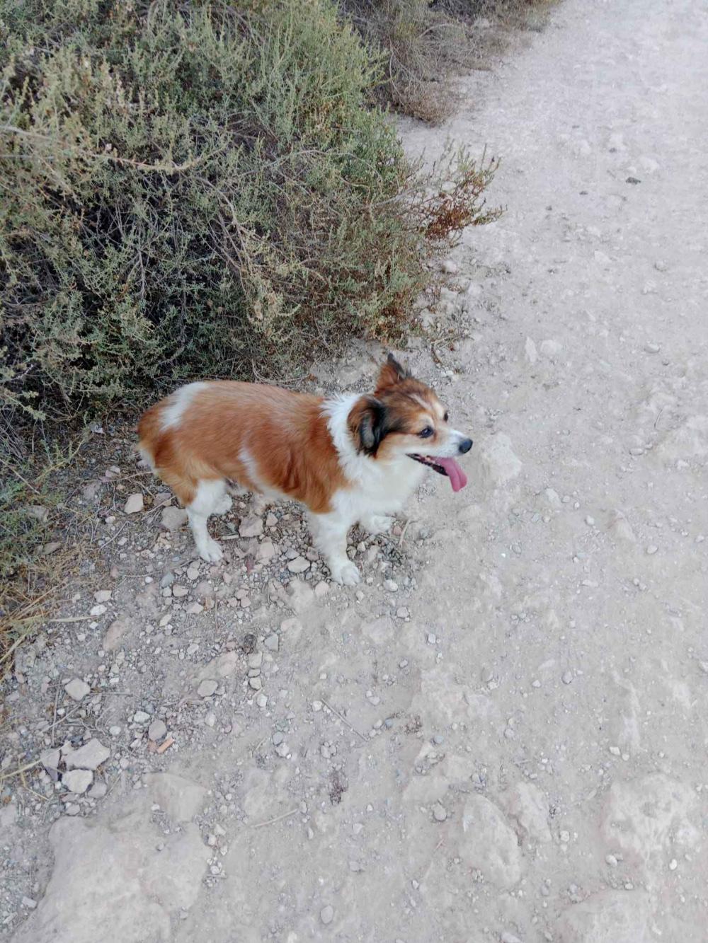 Perro perdido MESTIZO - DESCONOZCO LA RAZA en Barrio Pescadería en Almería Capital. ( Almería)