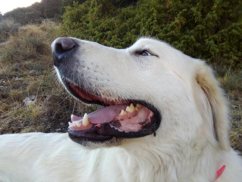 Perro perdido MASTÍN DEL PIRINEO en Albanya (Gerona)