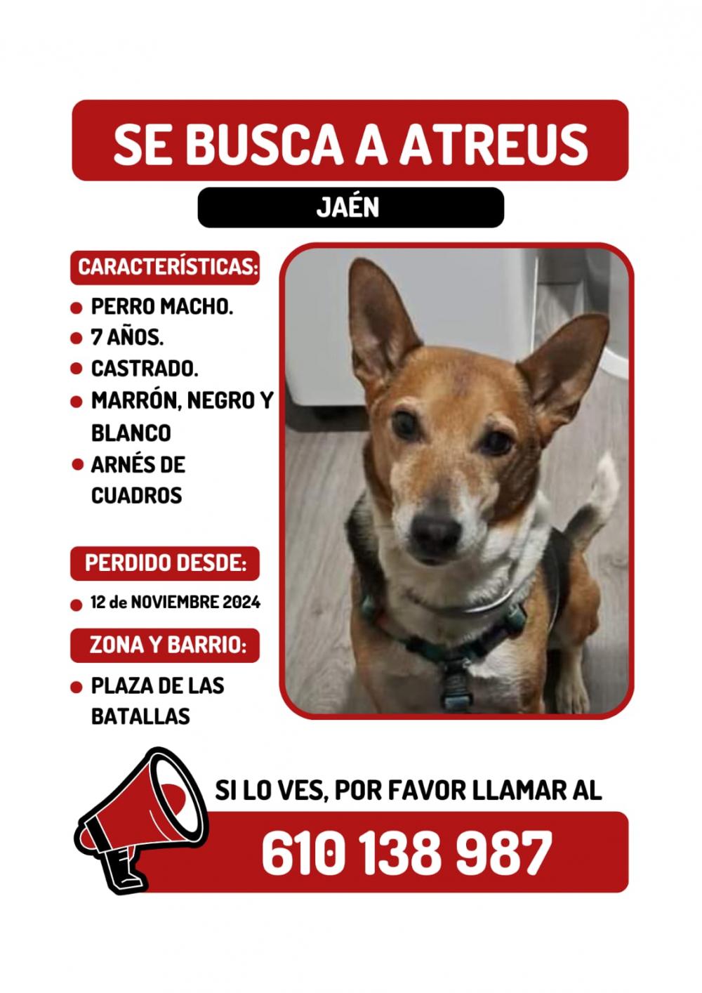 Perro perdido MESTIZO - DESCONOZCO LA RAZA en Jaén  (Jaén)