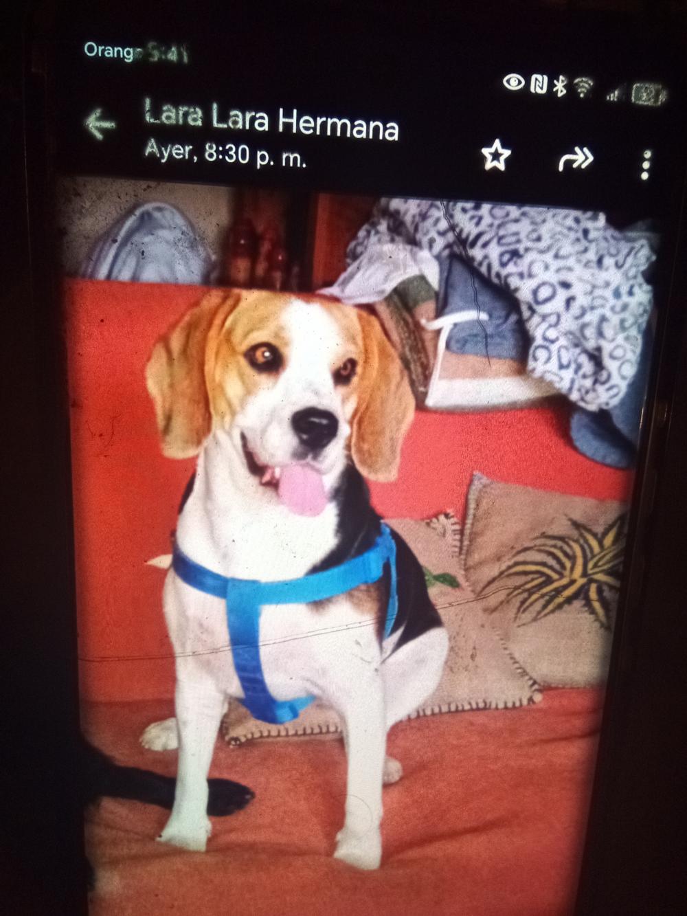 Perro perdido BEAGLE en Malpica de tajo  (Toledo)