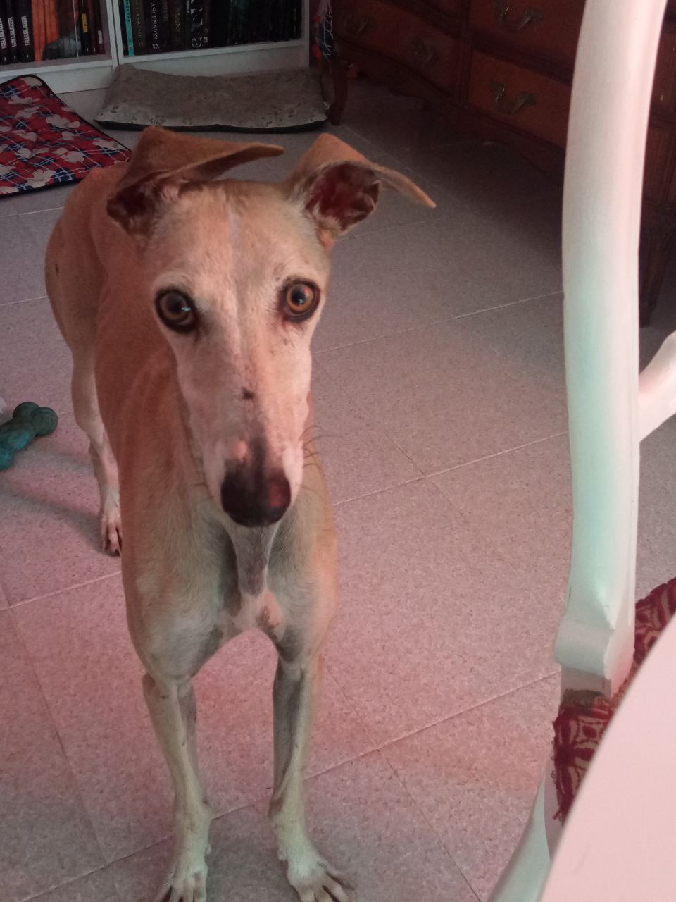 Perro perdido GALGO ESPAÑOL en València (Valencia)