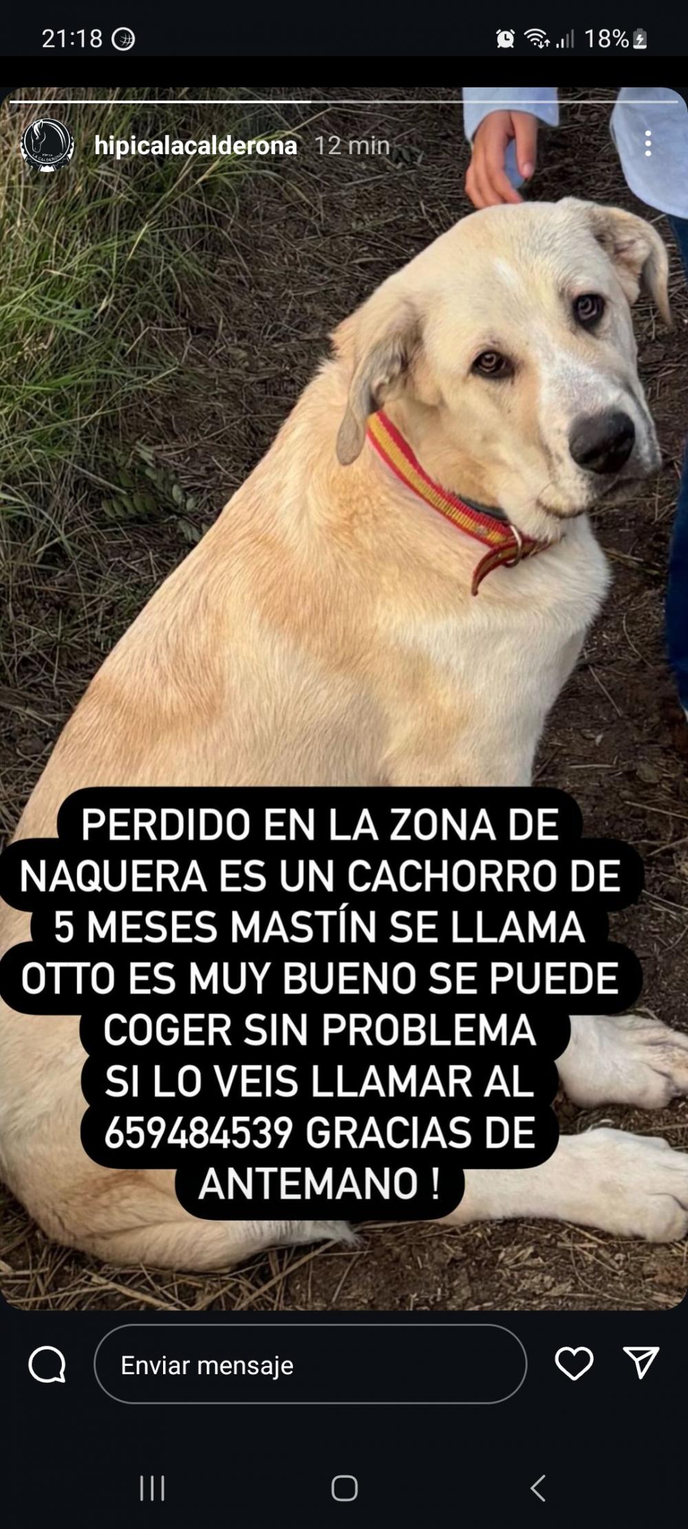 Perro perdido MASTÍN ESPAÑOL en Náquera (Valencia)