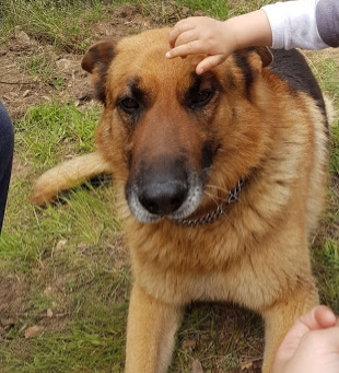 Perro perdido PASTOR ALEMÁN en Cenicientos (Madrid)