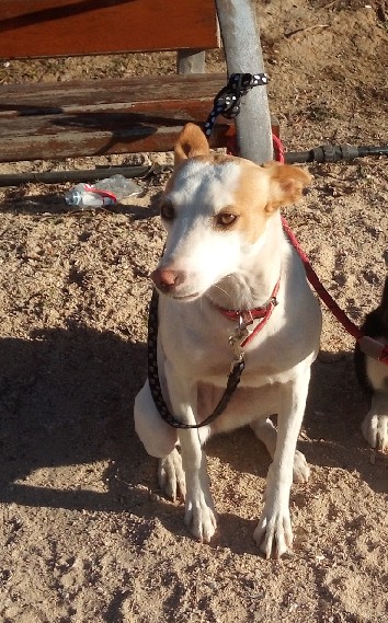 Perro perdido PODENCO IBICENCO en Nambroca (Toledo)