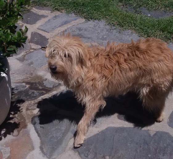 Perro perdido GRIFFON BRUXELLOIS en PEPINO (Toledo)