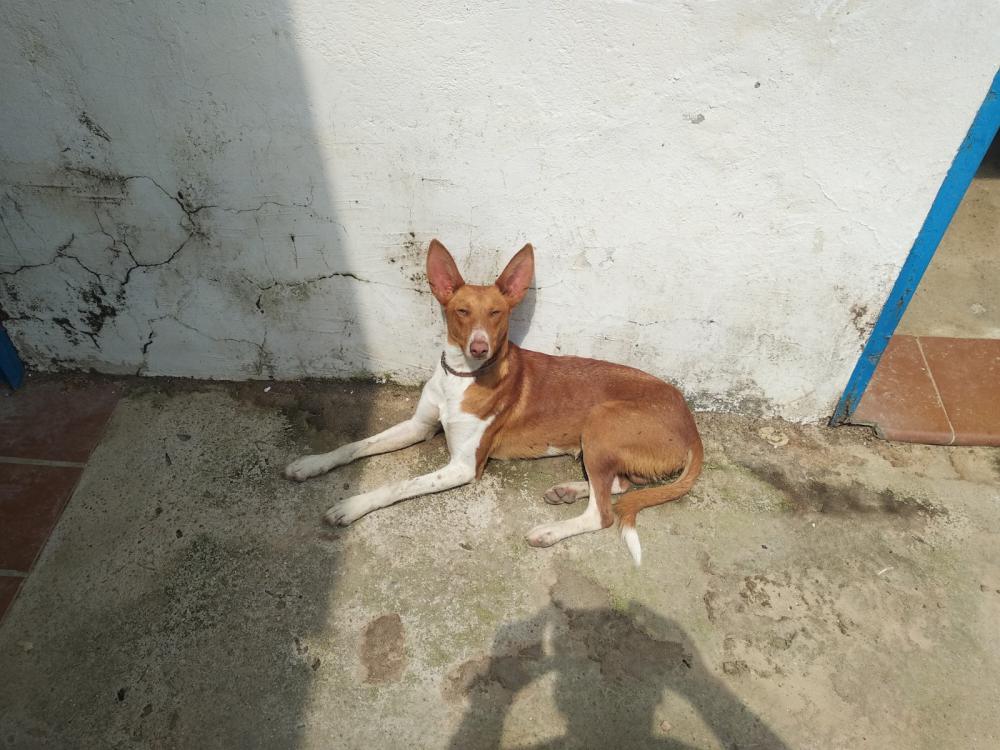 Perro perdido PODENCO CANARIO en Los palacios y Vilafranca (Sevilla)