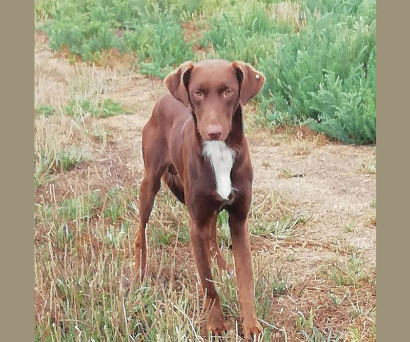 Perro encontrado BRACO ALEMÁN DE PELO CORTO en Almenara (Castellón)