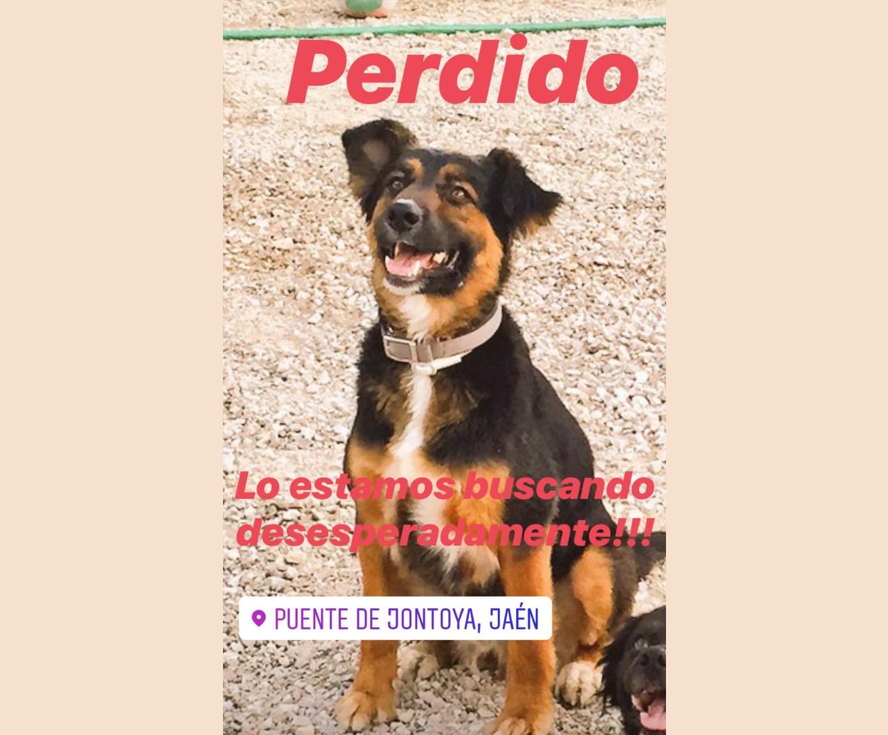 Perro perdido MESTIZO - DESCONOZCO LA RAZA en Jaén (Jaén)