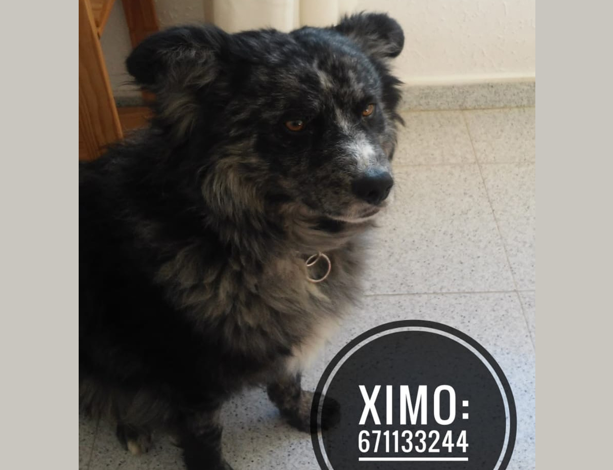 PERRO PERDIDO MESTIZO - DESCONOZCO LA RAZA EN Ontinyent (Valencia)