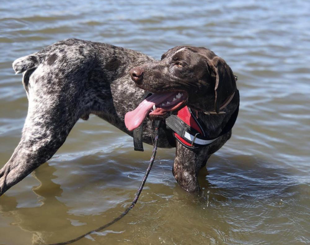 Perro perdido BRACO ALEMÁN DE PELO CORTO en Alcorcón  (Madrid)