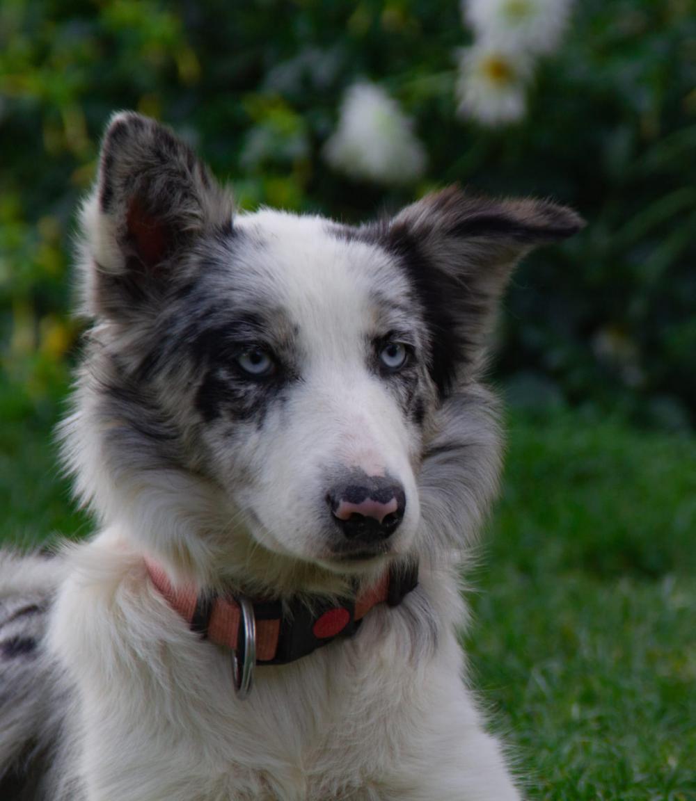 Perro perdido BORDER COLLIE en mieres (Barcelona)