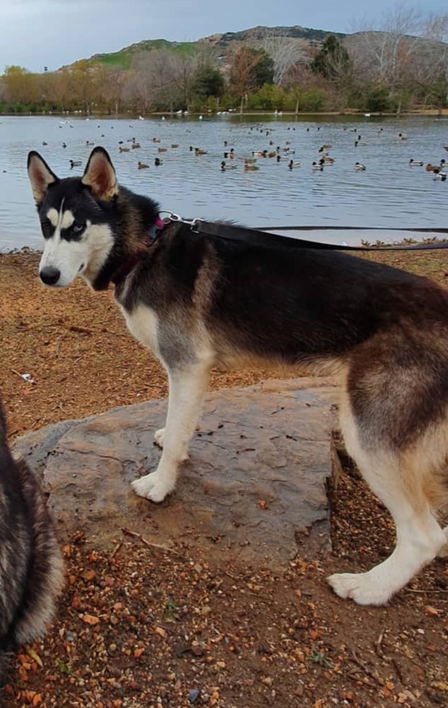 Perro perdido HUSKY SIBERIANO en Argamasilla de calatrava (Ciudad Real)