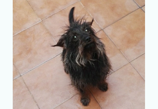 Perro perdido TECKEL en Ceutí (Murcia)