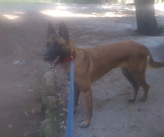 Perro perdido PASTOR BELGA MALINOIS  en badalona (Barcelona)