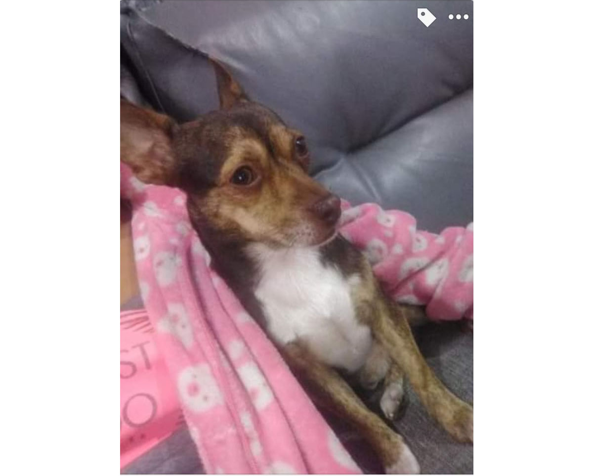 Perro perdido MESTIZO - DESCONOZCO LA RAZA en Barcelona 08019  (Barcelona)