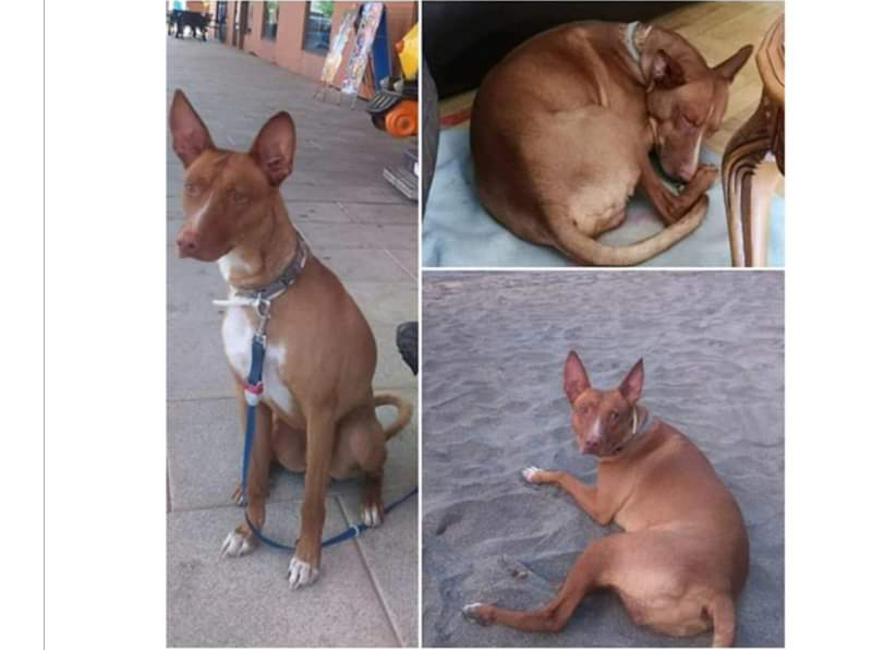 Perro perdido PODENCO ANDALUZ en Arroyomolinos  (Madrid)