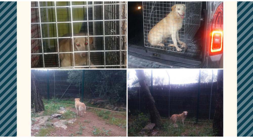 Perro perdido GOLDEN RETRIEVER / COBRADOR DORADO en Castelldefells (Barcelona)