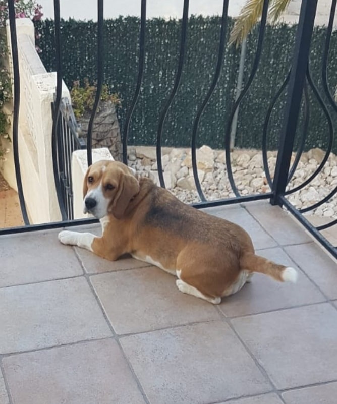 Perro perdido BEAGLE en Javea (Alicante)