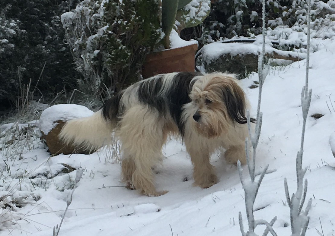 Perro perdido GRIFFON BELGE en SAN RAFAEL (SEGOVIA) (Segovia)